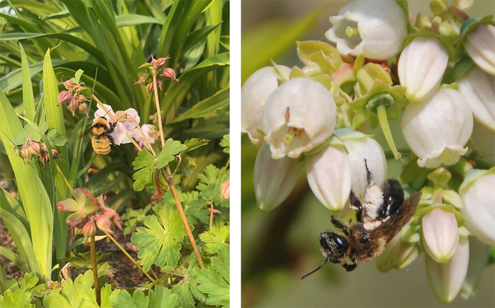 two close-up photos of different species of bees 