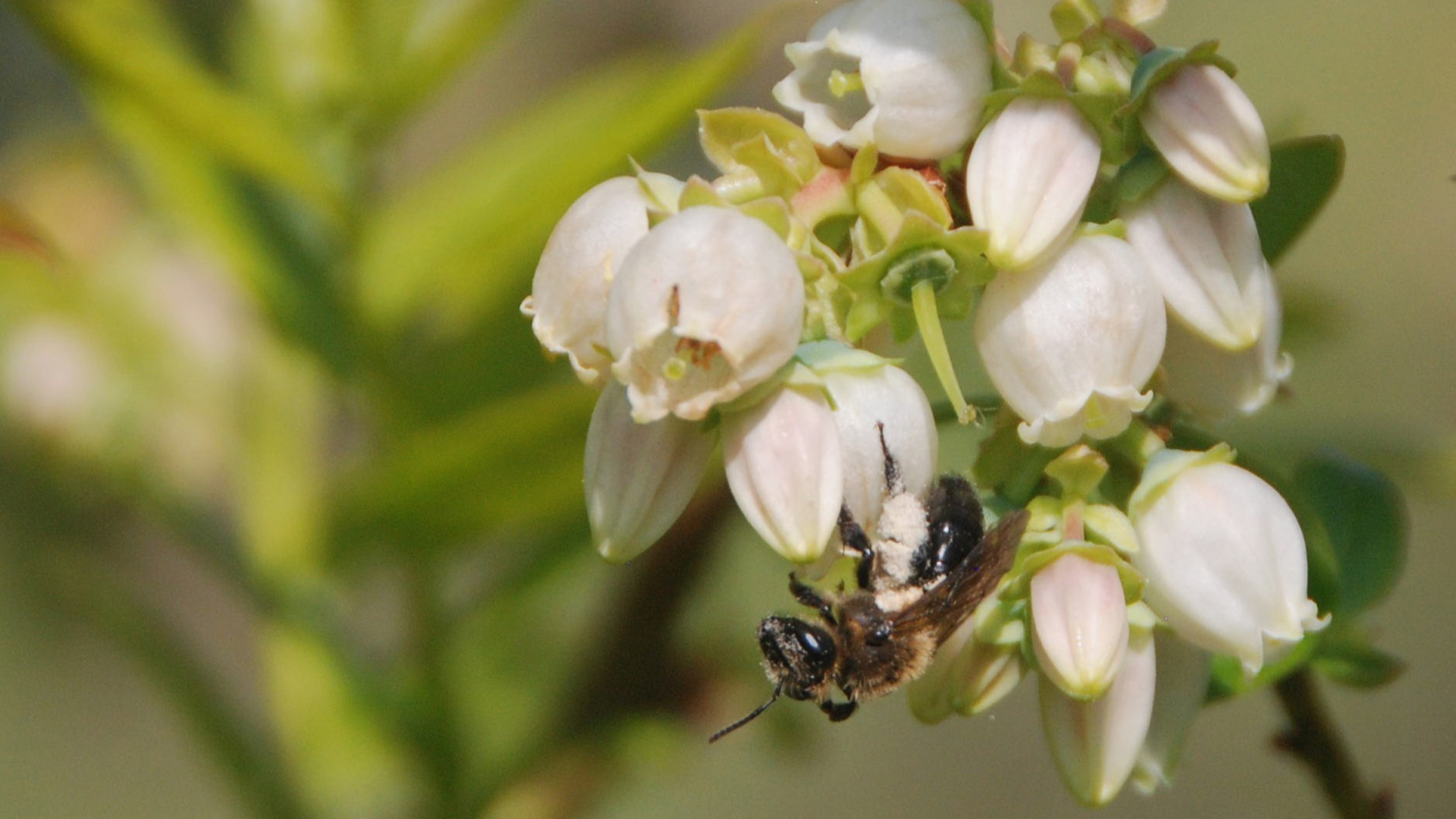 A mining bee on a highbush blueberry flower