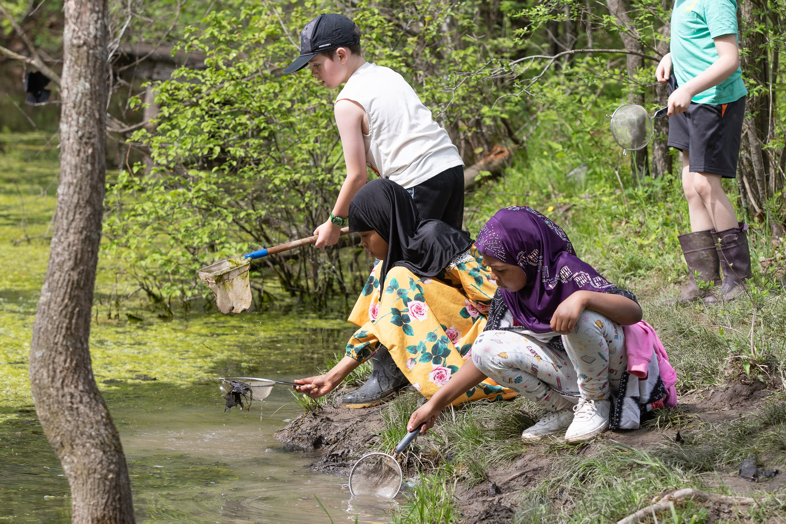Four young people dip into a pond with nets in springtime