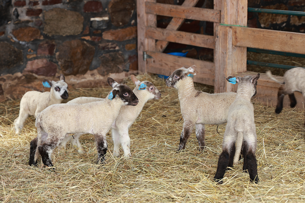 a bunch of lambs with dark legs and faces in a pen of straw