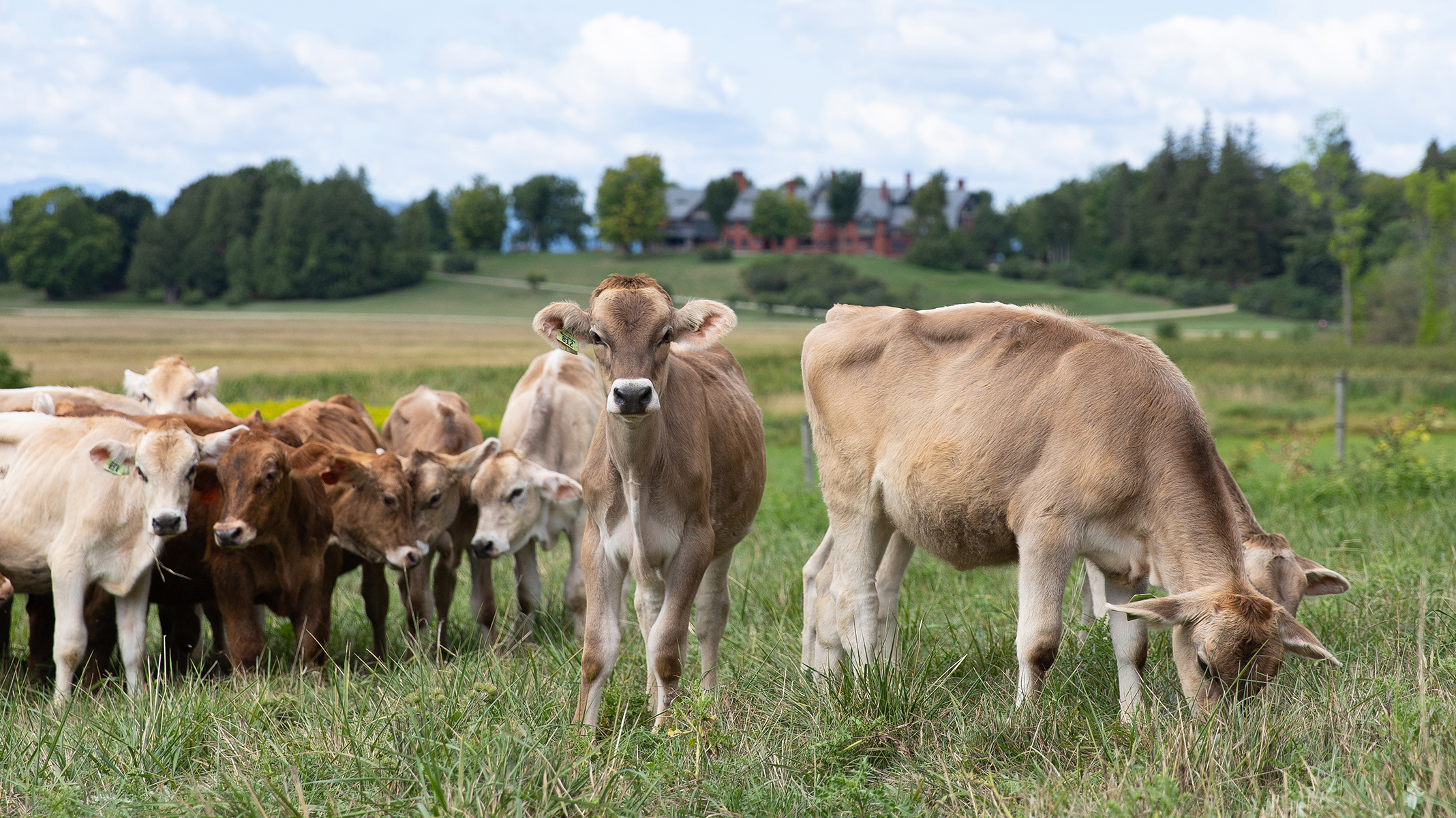 Brown Swiss with Inn