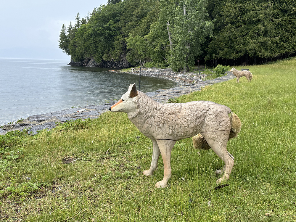 decoy plastic coyote set on grassy lawn beside a lakeshore. A second decoy is in the background.