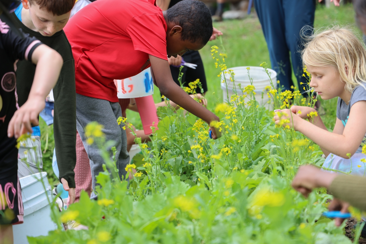 Young children harvest yellow broccoli flowers in a garden plot