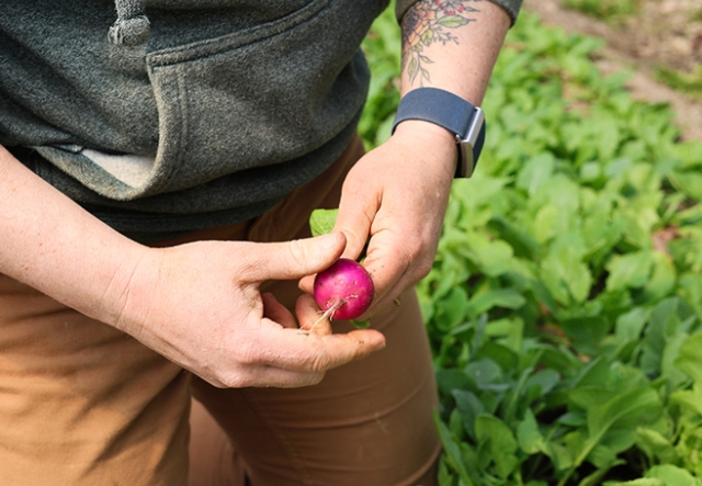 close up of hands holding a radish with bed of radishes behind.