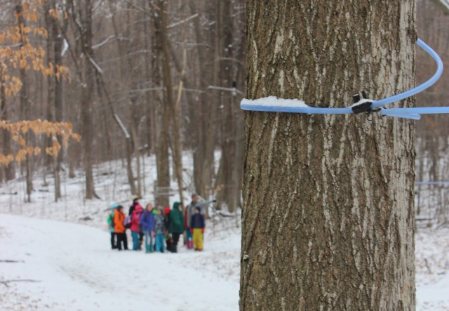 sugar maple tree in foreground with blue tap lines around it and group of children in the background in snowy woods