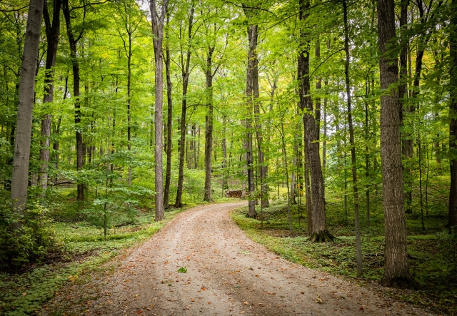 A forested trail