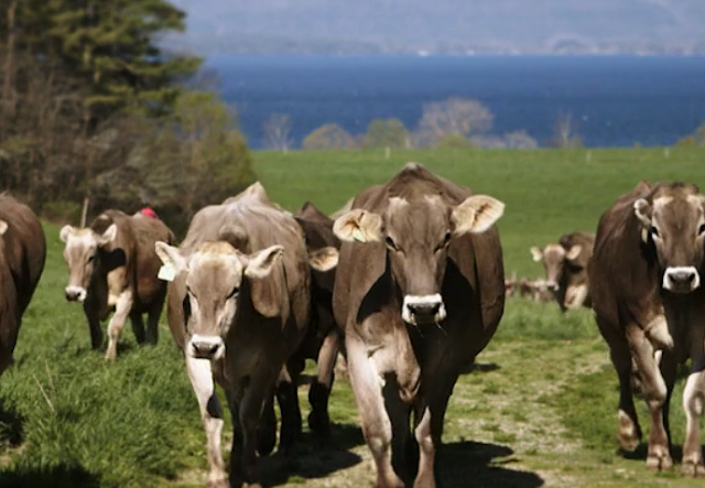 brown cows walking on pasture towards camera with lake and trees in the background