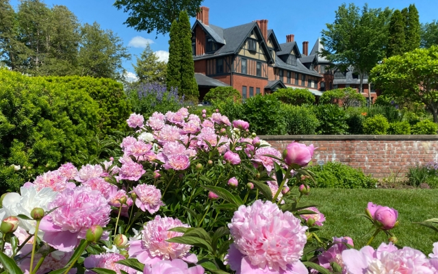The Shelburne Farms Inn seen from the flower gardens, pink peonies in the foreground.